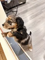 Nova, a female Border Collie and Cavapoo for sale in Rahway, NJ – 5 of 6