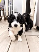 Oreo, a male Border Collie and Cavapoo for sale in Rahway, NJ – 8 of 8