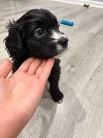 Panther, a male Border Collie and Cavapoo for sale in Rahway, NJ – 4 of 10