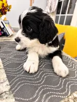 Oreo, a male Border Collie and Cavapoo for sale in Rahway, NJ – 6 of 8