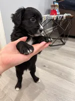 Zara, a female Border Collie and Cavapoo for sale in Rahway, NJ – 8 of 10