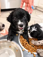 Panther, a male Border Collie and Cavapoo for sale in Rahway, NJ – 9 of 10