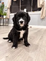 Panther, a male Border Collie and Cavapoo for sale in Rahway, NJ – 8 of 10
