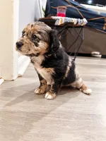 Nova, a female Border Collie and Cavapoo for sale in Rahway, NJ – 4 of 6