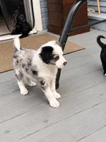Mila, a female Border Collie and Cavapoo for sale in Rahway, NJ – 8 of 8