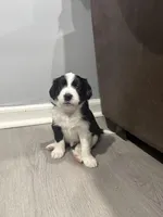 Panda , a male Border Collie and Cavapoo for sale in Rahway, NJ – Photo 6 of 6