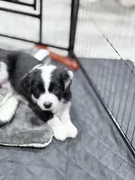 Panda , a male Border Collie and Cavapoo for sale in Rahway, NJ – Photo 2 of 6