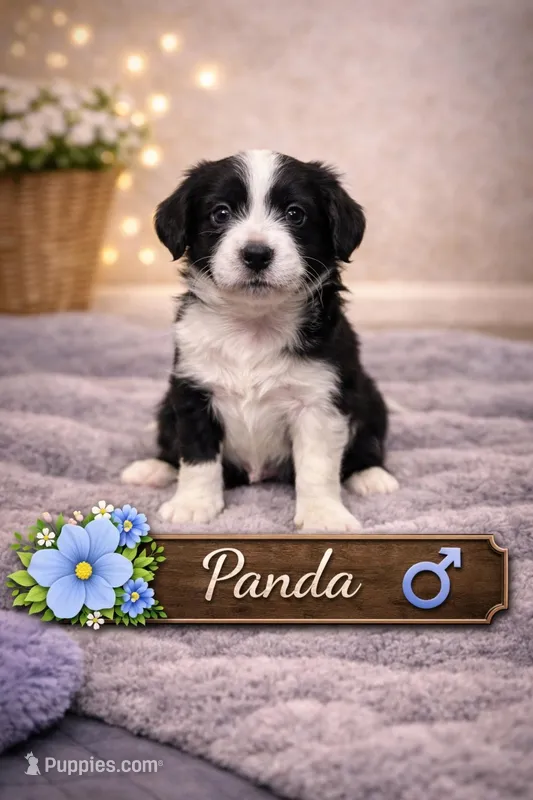 Panda  – Border Collie, Cavapoo puppy for sale in Rahway, NJ