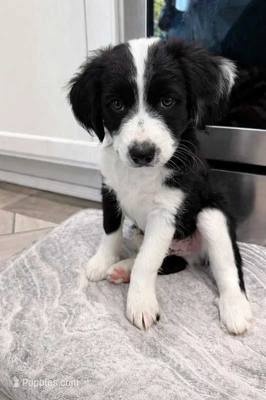 Panda  – Border Collie, Cavapoo puppy on hold in Rahway, NJ
