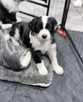 Panda , a male Border Collie and Cavapoo for sale in Rahway, NJ – Photo 3 of 6