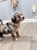 Zeus, a male Border Collie and Cavapoo for sale in Rahway, NJ – 2 of 8