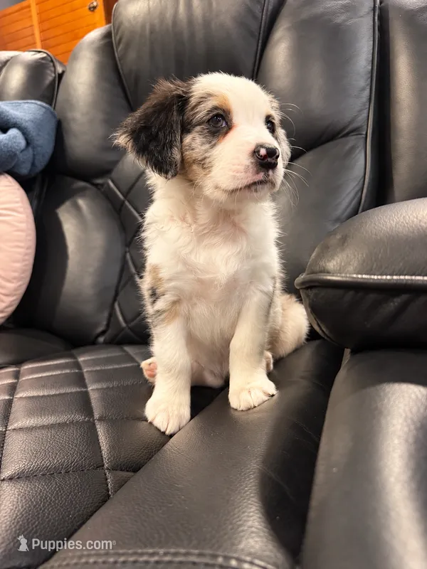 Mila – Border Collie, Cavapoo puppy for sale in Rahway, NJ