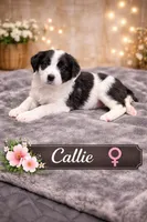 Callie , a female Border Collie and Cavapoo for sale in Rahway, NJ – Photo 2 of 5