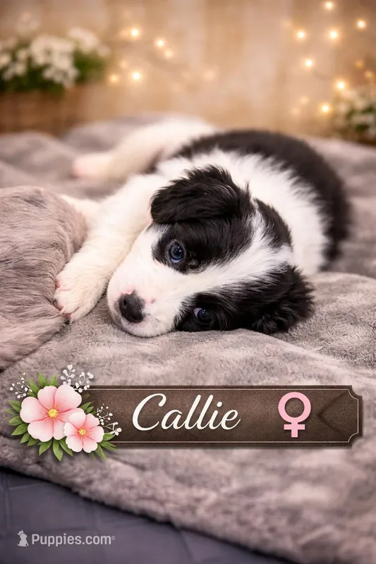 Callie  – Border Collie, Cavapoo puppy for sale in Rahway, NJ