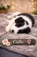 Callie , a female Border Collie and Cavapoo for sale in Rahway, NJ – Photo 1 of 5