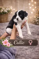 Callie , a female Border Collie and Cavapoo for sale in Rahway, NJ – Photo 4 of 5