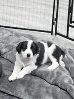 Callie , a female Border Collie and Cavapoo for sale in Rahway, NJ – Photo 5 of 5