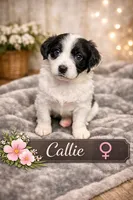 Callie , a female Border Collie and Cavapoo for sale in Rahway, NJ – Photo 3 of 5