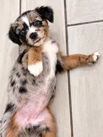 Hazel, a female Border Collie and Cavapoo for sale in Rahway, NJ – 5 of 5