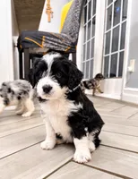 Oreo, a male Border Collie and Cavapoo for sale in Rahway, NJ – 3 of 8