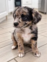 Coco, a female Border Collie and Cavapoo for sale in Rahway, NJ – 2 of 3