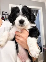 Oreo, a male Border Collie and Cavapoo for sale in Rahway, NJ – 5 of 8