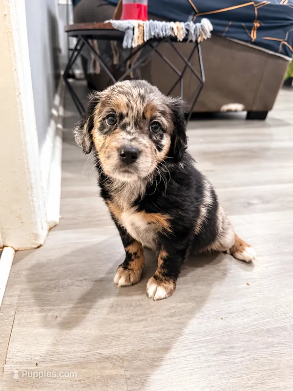 Nova – Border Collie, Cavapoo puppy for sale in Rahway, NJ