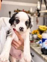 Mila, a female Border Collie and Cavapoo for sale in Rahway, NJ – 2 of 8