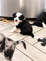 Panda, a male Border Collie and Cavapoo for sale in Rahway, NJ – 5 of 5