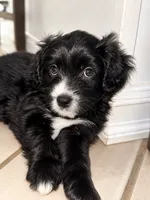 Panther, a male Border Collie and Cavapoo for sale in Rahway, NJ – 6 of 10
