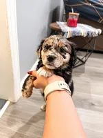 Nova, a female Border Collie and Cavapoo for sale in Rahway, NJ – 3 of 6