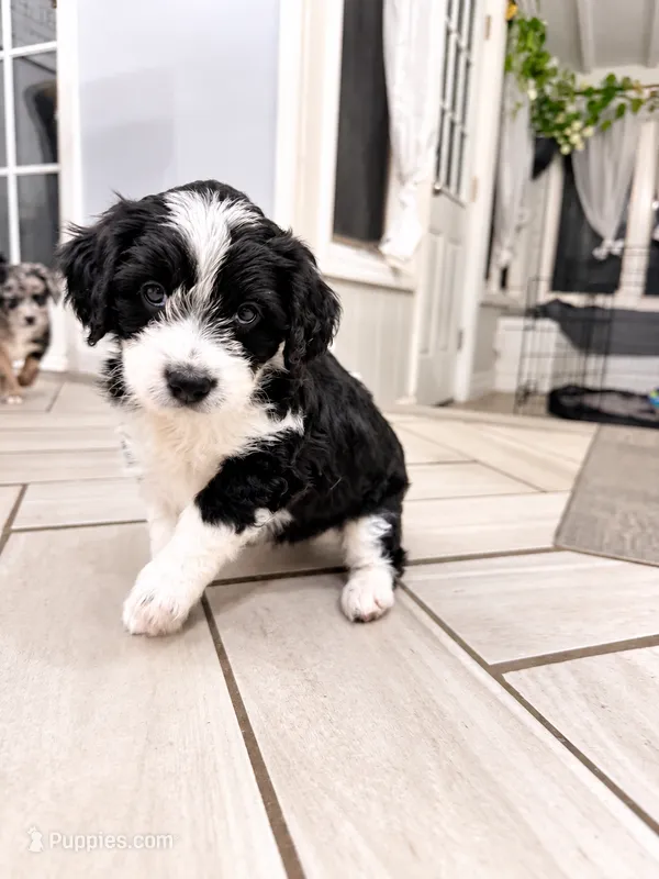 Oreo – Border Collie, Cavapoo puppy for sale in Rahway, NJ
