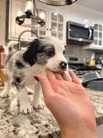 Mila, a female Border Collie and Cavapoo for sale in Rahway, NJ – 7 of 8