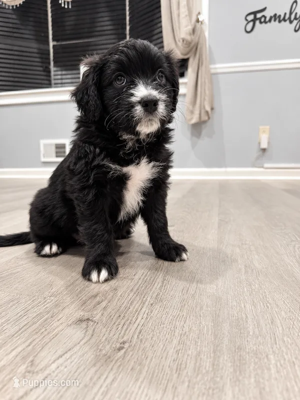 Panther – Border Collie, Cavapoo puppy for sale in Rahway, NJ