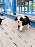Panda, a male Border Collie and Cavapoo for sale in Rahway, NJ – 2 of 5
