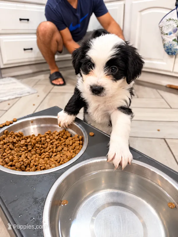 Panda – Border Collie, Cavapoo puppy for sale in Rahway, NJ