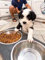 Panda, a male Border Collie and Cavapoo for sale in Rahway, NJ – 1 of 5
