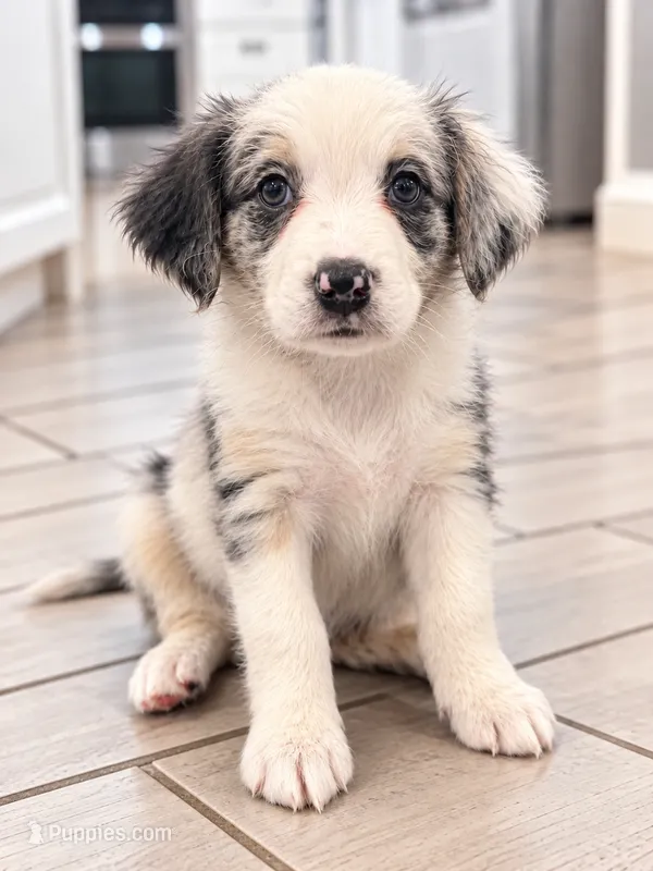 Mila – Border Collie, Cavapoo puppy for sale in Rahway, NJ