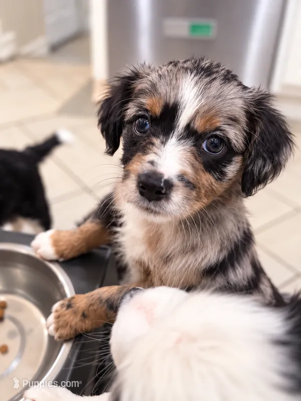 Hazel – Border Collie, Cavapoo puppy for sale in Rahway, NJ
