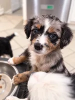 Hazel, a female Border Collie and Cavapoo for sale in Rahway, NJ – 1 of 5