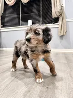 Zeus, a male Border Collie and Cavapoo for sale in Rahway, NJ – 3 of 8