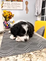 Oreo, a male Border Collie and Cavapoo for sale in Rahway, NJ – 4 of 8