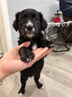 Zara, a female Border Collie and Cavapoo for sale in Rahway, NJ – 5 of 10