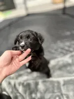 Wakanda , a female Border Collie and Cavapoo for sale in Rahway, NJ – Photo 6 of 9
