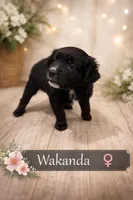 Wakanda , a female Border Collie and Cavapoo for sale in Rahway, NJ – Photo 3 of 9