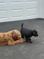 Wakanda , a female Border Collie and Cavapoo for sale in Rahway, NJ – Photo 8 of 9
