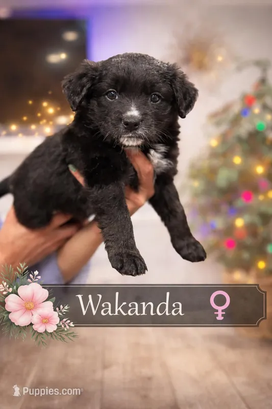 Wakanda  – Border Collie, Cavapoo puppy for sale in Rahway, NJ