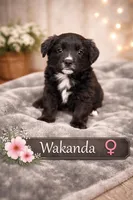 Wakanda , a female Border Collie and Cavapoo for sale in Rahway, NJ – Photo 2 of 9