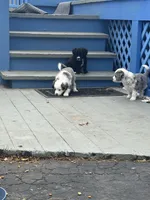 Wakanda , a female Border Collie and Cavapoo for sale in Rahway, NJ – Photo 7 of 9