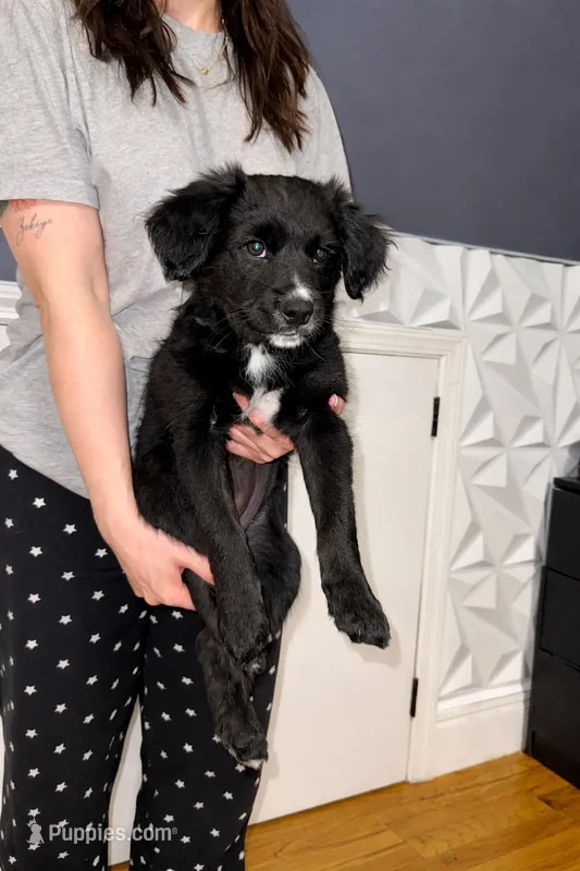 Wakanda  – Border Collie, Cavapoo puppy for sale in Rahway, NJ